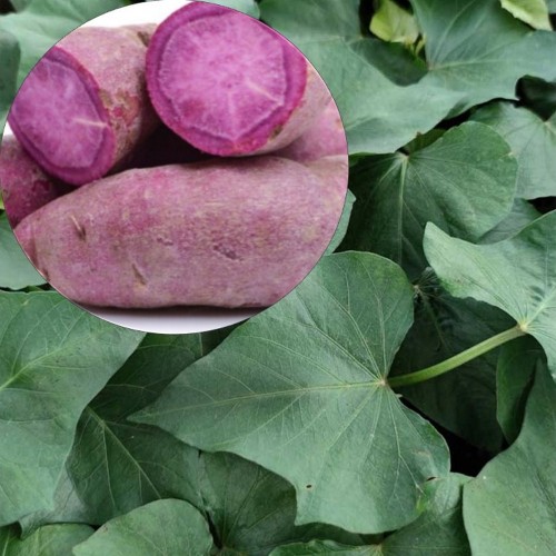 Ipomoea batatas 'Erato® Violet' - Bataat 'Erato® Violet' P9/0,55L